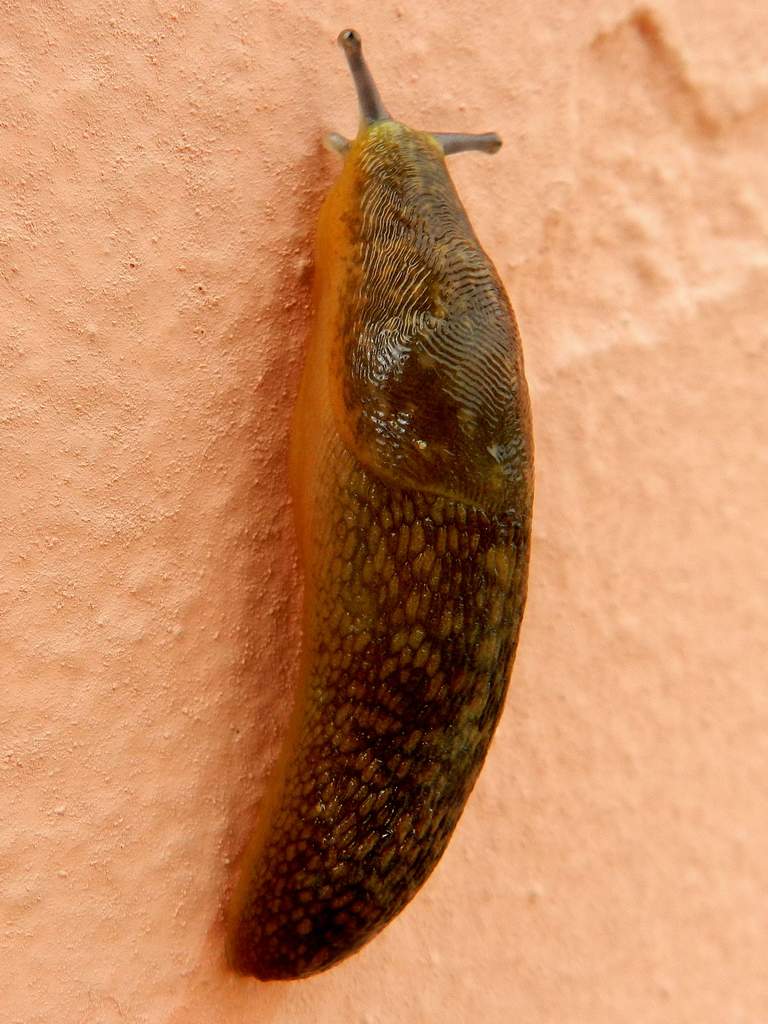 Limacus flavus dal lido di Venezia